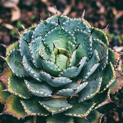 Daugiamečių augalų katalogas