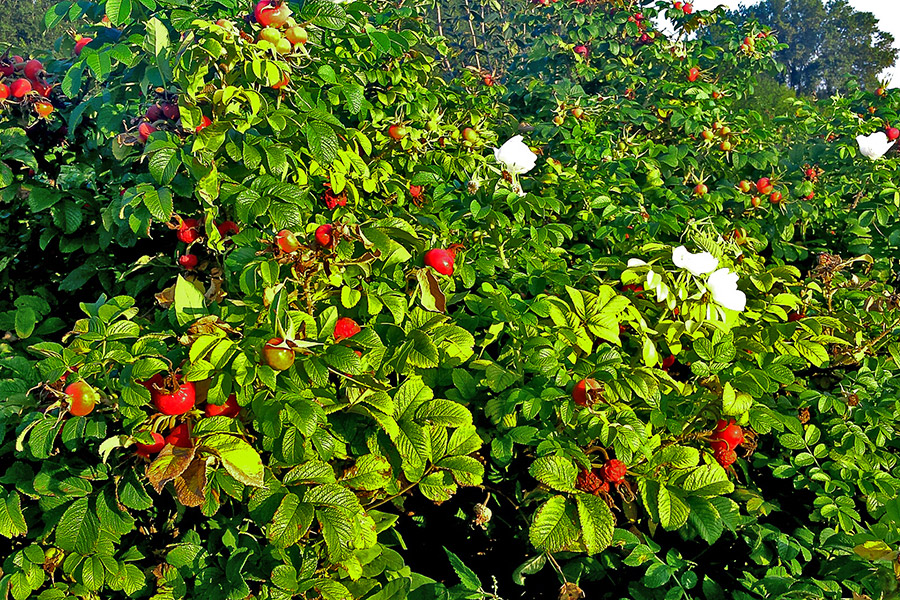 Daugiamečiai augalai DĘBSCY darželyje