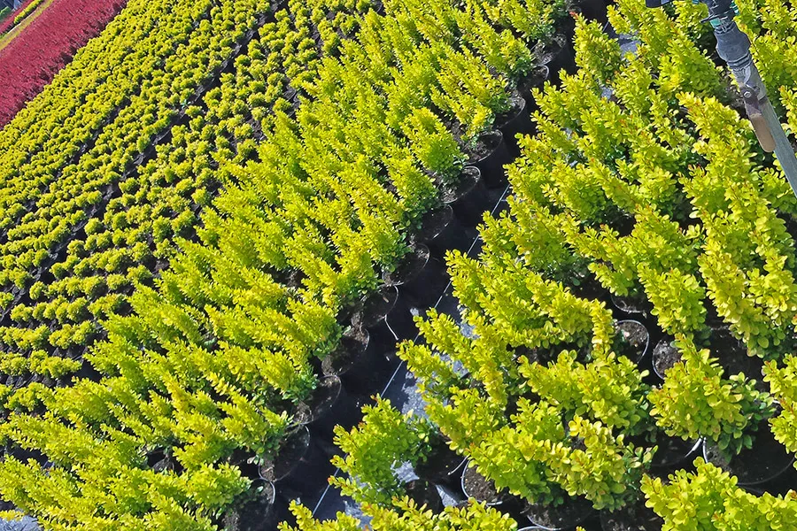 Augalų pardavimo aikštelė