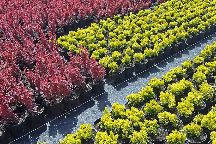 Privažiavimo kelias mūsų darželyje