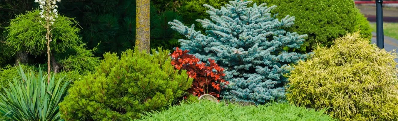 Didelis laukas su medžių ir krūmų darželiu