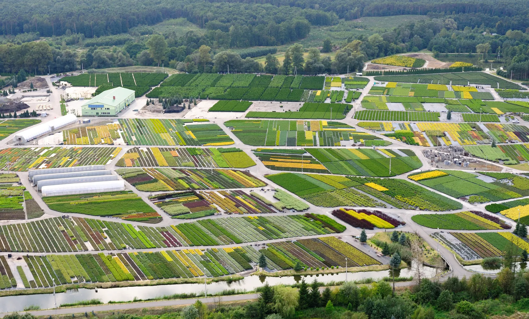 Lapuočiai medžiai DĘBSCY medelyne