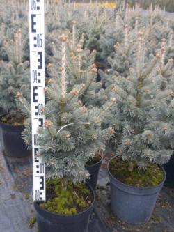 abies jodła