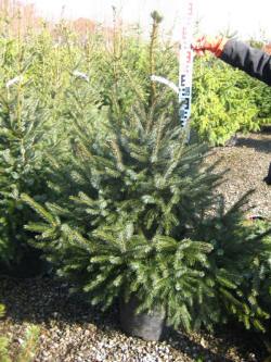 picea świerk