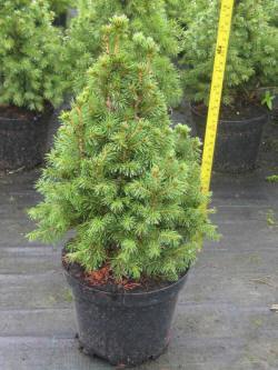 picea świerk