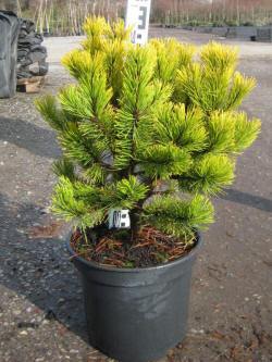 pinus sosna