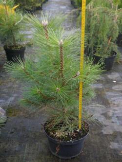 pinus sosna