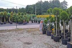 medžių, krūmų, dekoratyvinių augalų, daugiamečių augalų darželis