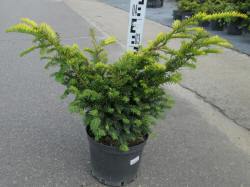 taxus cis