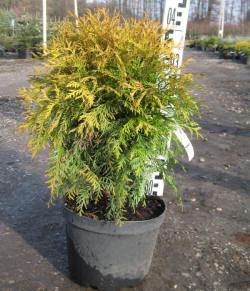 jthuja tuja