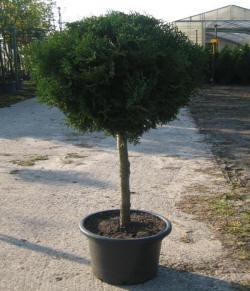 jthuja tuja