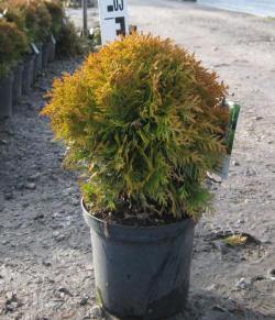 jthuja tuja