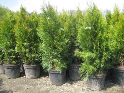 jthuja tuja