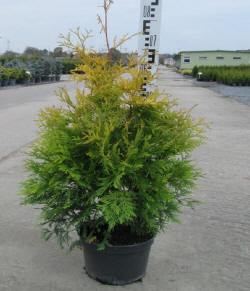 jthuja tuja